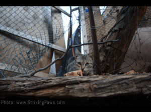 Midget the cat (the first cat Q Gardens members trapped and got neutered)